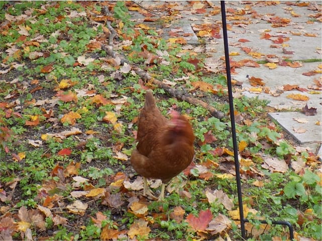 Hen, leaves, house sitting