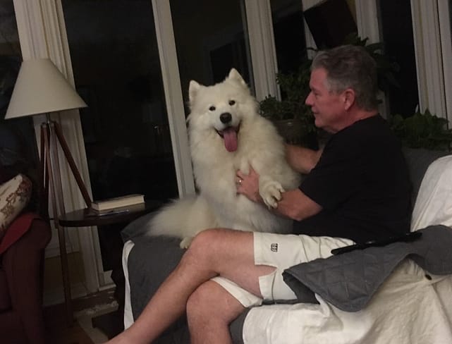 A man and a white samoyed, house sitting