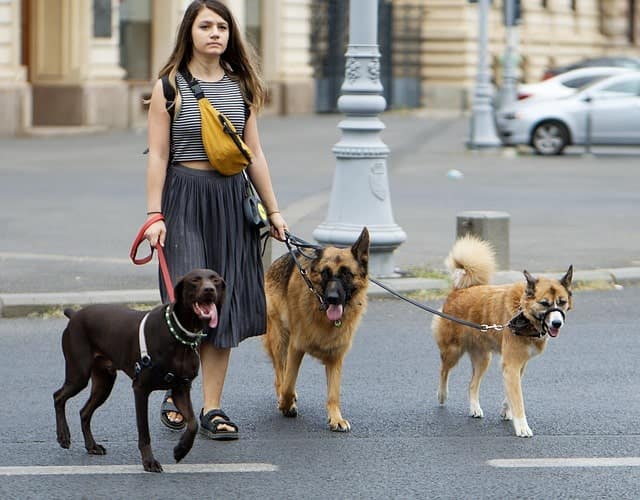 Image by <a href="https://pixabay.com/users/surprising_snapshots-11873433/?utm_source=link-attribution&utm_medium=referral&utm_campaign=image&utm_content=7377662">Mircea Iancu</a> from <a href="https://pixabay.com//?utm_source=link-attribution&utm_medium=referral&utm_campaign=image&utm_content=7377662">Pixabay</a> multiple pets, dog walking, free house sitter