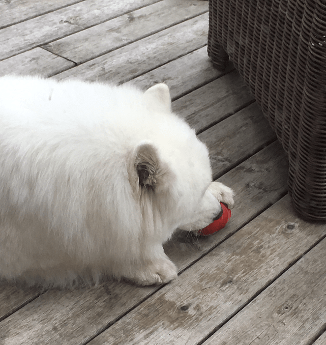 Samoy eating from a kong, house sitting