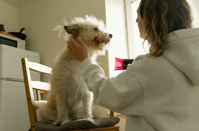 Photo by Yaroslav Shuraev: https://www.pexels.com/photo/woman-drying-her-dog-8498856/ Drying a dog, hair dryer, walking pets