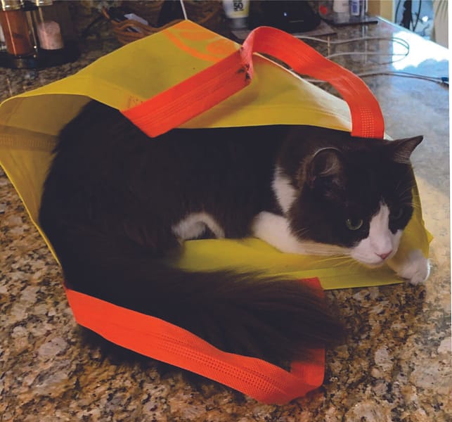 Cat, shopping bag, groceries, Pet Sitting in Mexico