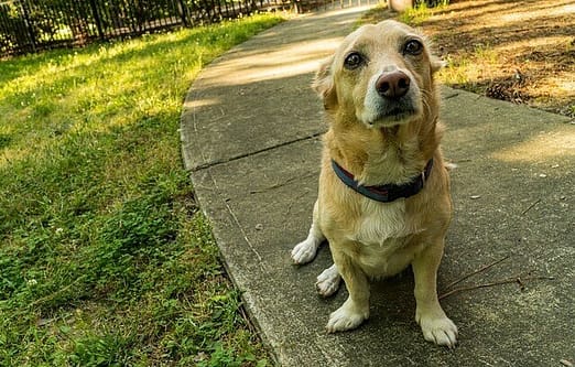 dog, communicating, special needs pet sitting