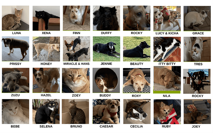 Pets we have sat for