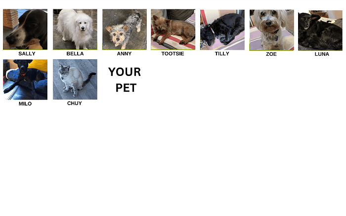 Pets we have sat for