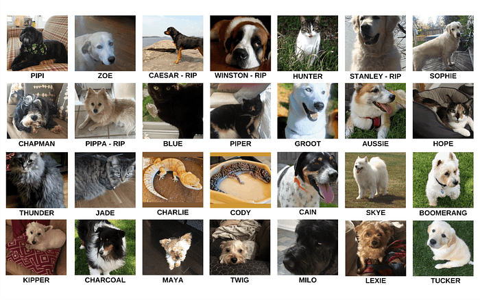 Pets We have Sat For