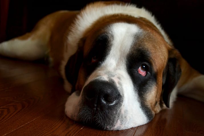 Winston the Saint Bernard