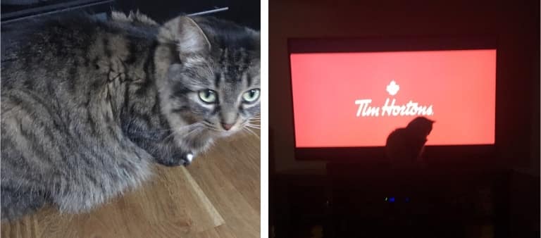 a cat sitting and a cat watching tv