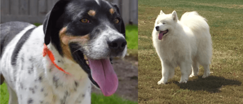 a tree-walking coon hound and a samoyed