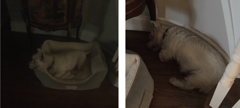 A dog sleeping in his bed, house sitting in Toronto