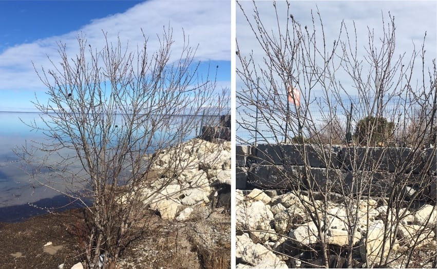 Pussy Willow tree , waterr, house sitting, Collingwood